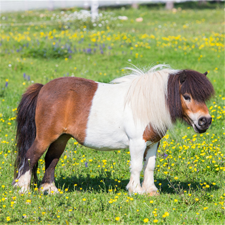 骑乘马养殖场出售德保矮马 景区观赏骑乘用矮马