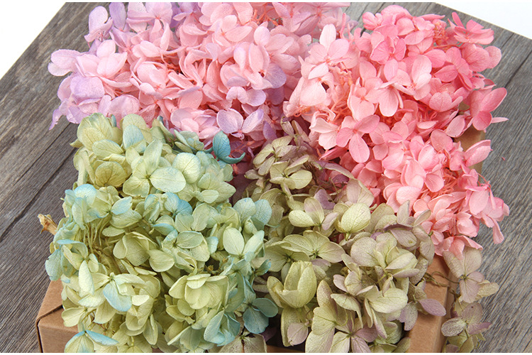 日本进口大地农园绣球永生花01510diy手工装饰小叶安娜保鲜花干花