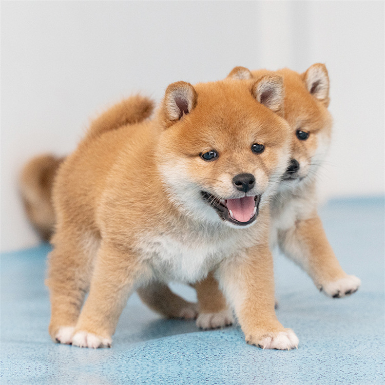 柴犬幼犬活体出售纯种忠犬八公秋田犬赤黑色柴犬豆柴犬幼犬狗狗