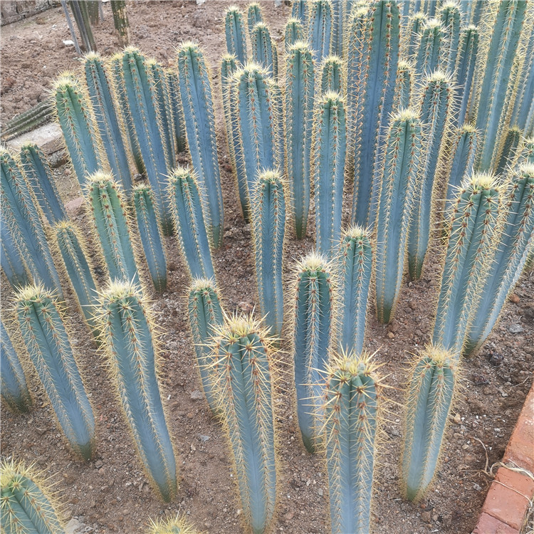 蓝色仙人掌 金青阁蓝柱70-80公分沙漠仙人柱盆栽景观沙漠植物工程