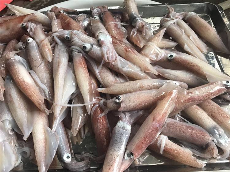北海特产鲜生小鱿鱼海鲜活小管野生鲜速冻新鲜冷冻水产兔子一斤
