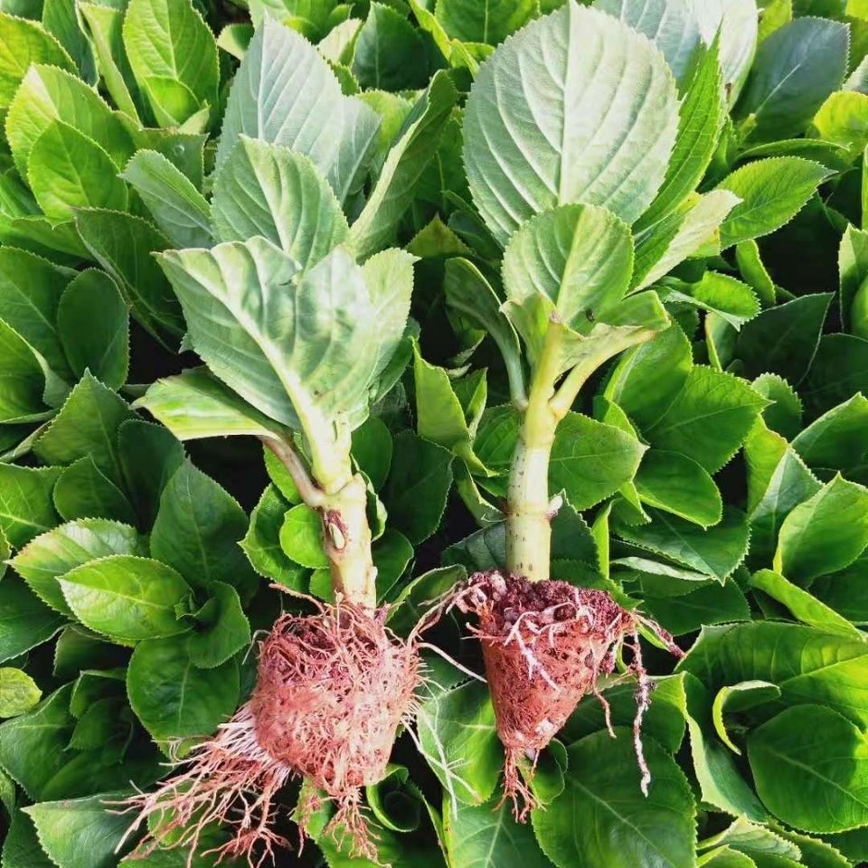 跑江湖茉莉花苗_跑江湖茉莉花苗 康乃馨花苗 玫瑰花苗 绣球花 快递包