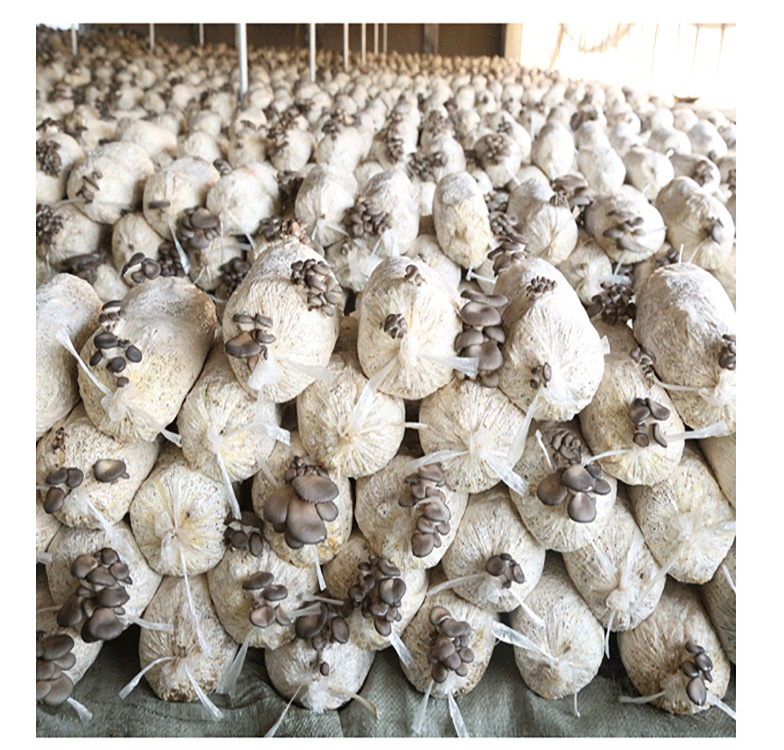 大量平菇菌种菌包批发,入棚出菇产量稳价格便宜,提供种植辅导!