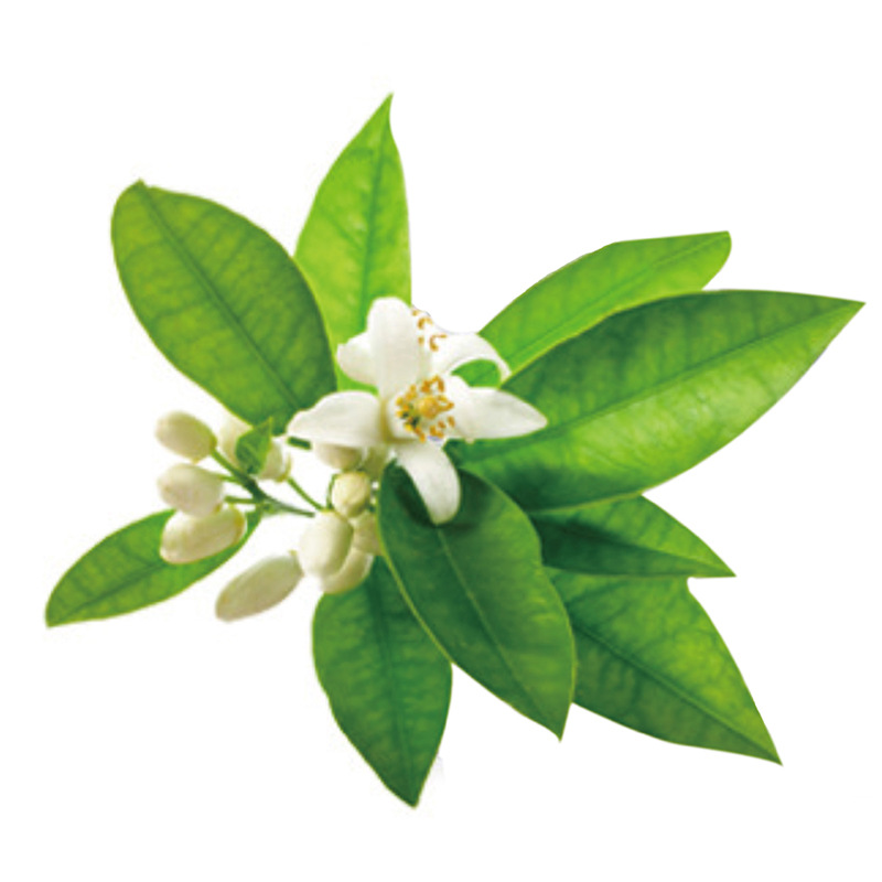 厂家供应现货 苦橙叶单方精油天然植物精油 支持oem 代加工贴牌