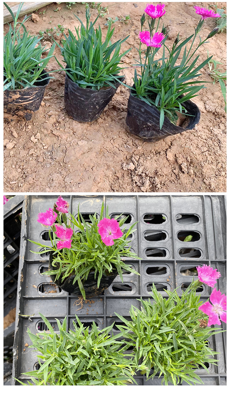 欧石竹种植基地 四季开花多年生宿根花卉 批发工程绿化欧石竹种苗