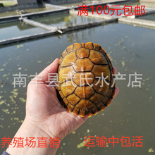 3-18厘米大小巴西龟活体巴西苗观赏龟宠物批发乌龟活体红耳巴西龟