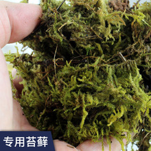 寄居蟹专用菲律宾珊瑚沙爬箱宠装饰造景底材底沙苔藓保湿椰土椰砖