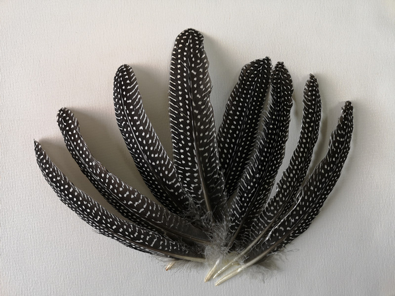 优质15-22珍珠鸡窝翎 刀翎 珍珠鸡羽毛 diy羽毛 舞台羽毛