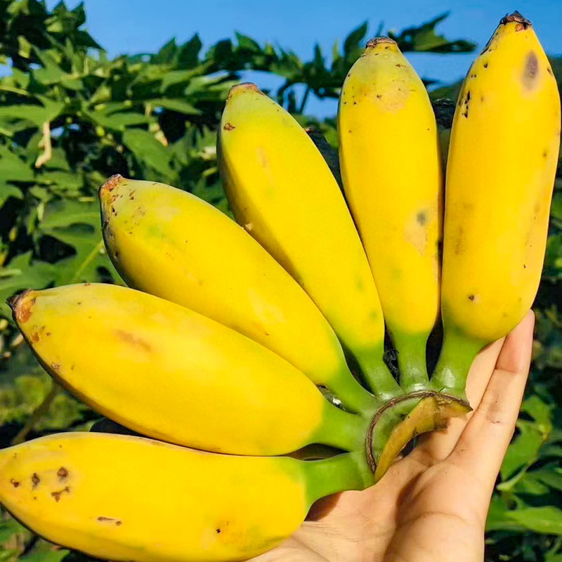 广西小米蕉5斤9斤 当季新鲜水果香甜苹果蕉西贡蕉小芭蕉 一件代发