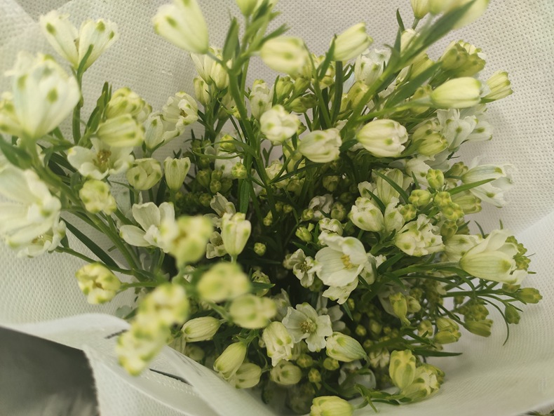 【小飞燕】花头多花期长耐养耐看云南昆明鲜花基地批发千鸟飞燕