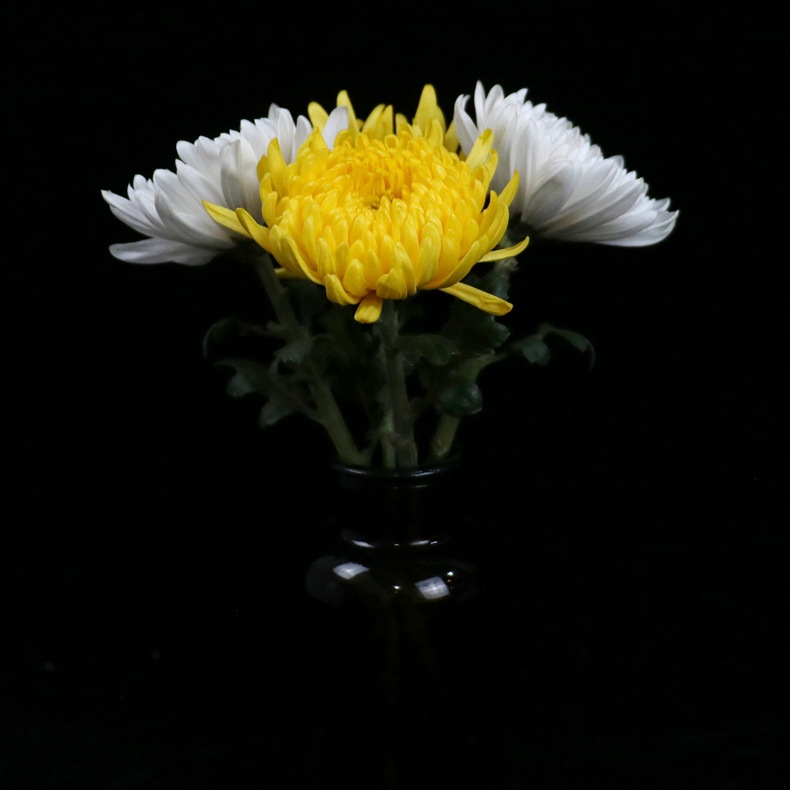 【大黄白菊】云南昆明鲜切花基地直发批发清明节祭祀大黄菊白菊花