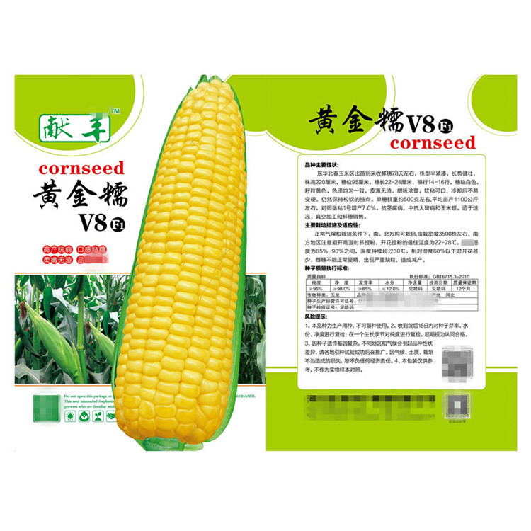 批发黄金糯v8鲜食玉米种子 大棒型 香糯无渣 黄糯玉米