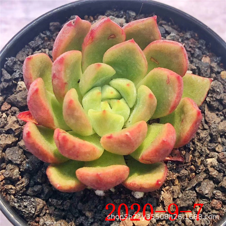 云南多肉植物品种批发回声群7方盆品相多肉繁殖基地裸根发