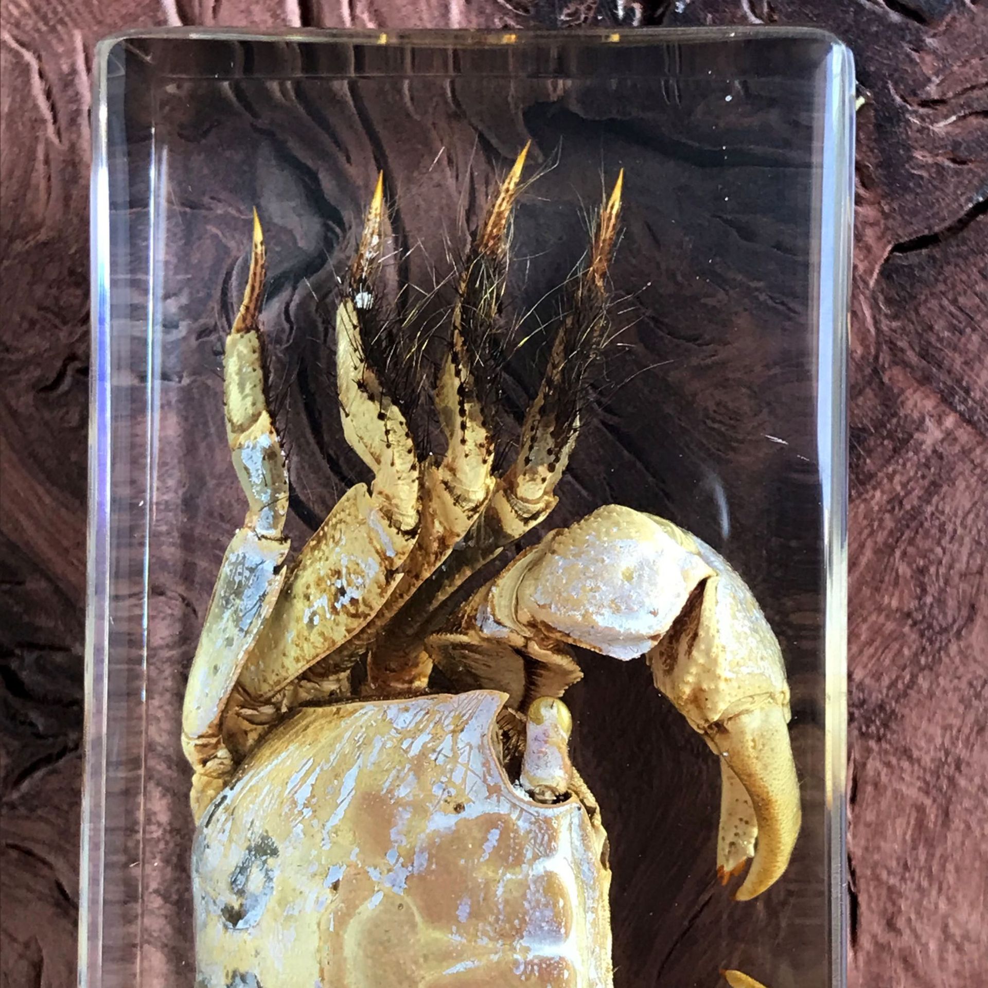 透明树脂海鲜螃蟹标本树脂工艺品现代艺术品新奇摆件厂家定制批发