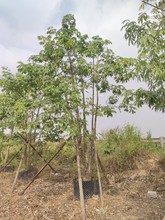 2011基地供应 多杆 丛生美丽异木棉 3-6米高 假植苗美人树 工程苗
