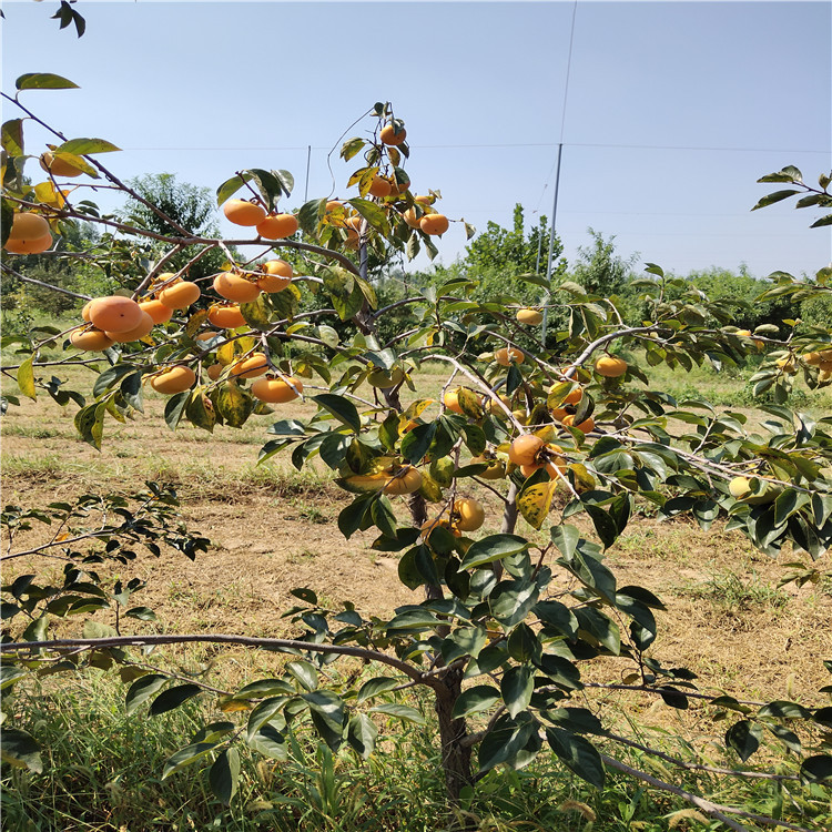 2年柿子苗种植商家 2公分阳丰甜柿子苗 推选丰田园艺热度高-阿里巴巴