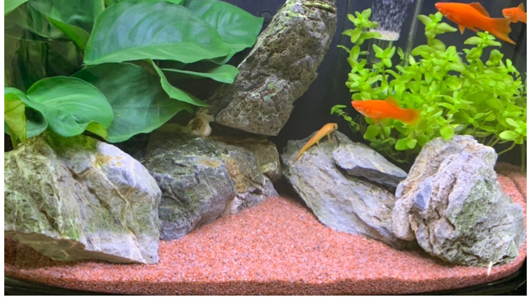 雨林沙红沙南美原生鼠鱼沙子鱼缸造景底沙化妆沙细底砂鼠沙石榴沙