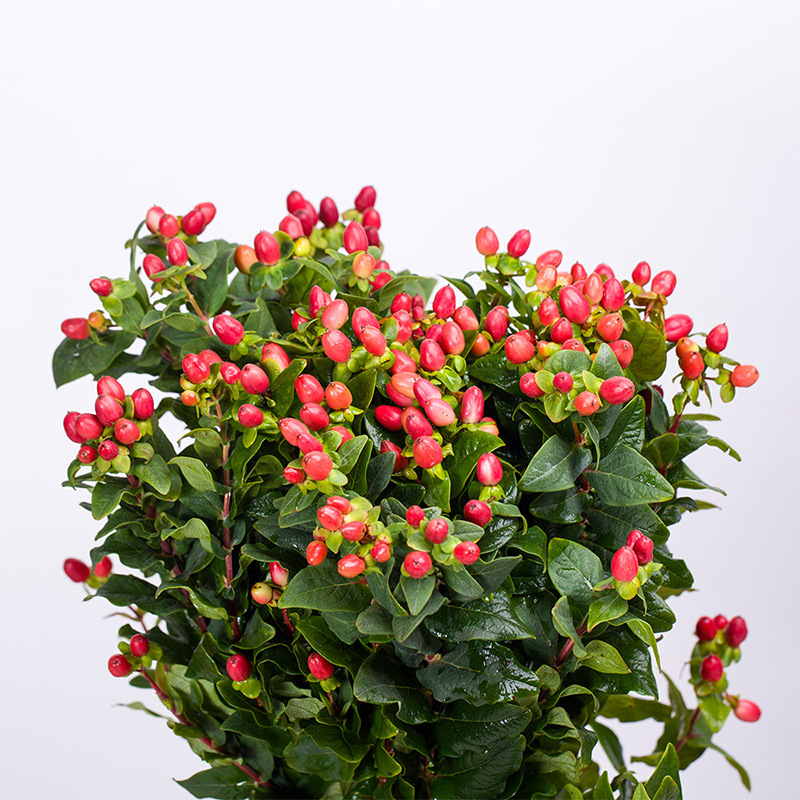 红豆相思豆又称火龙珠鲜花基地开始大量上花了鲜花批发红红的红豆