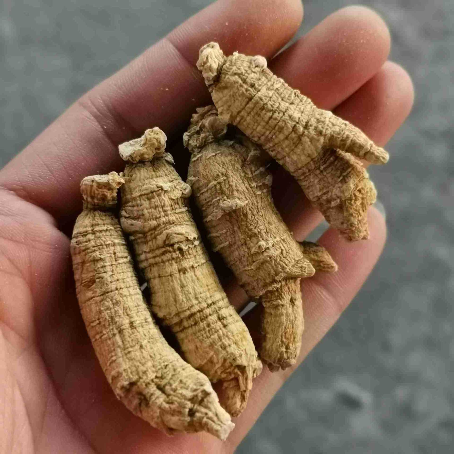 美国移种花旗参山东西洋参整支原丛 送礼佳品礼盒包装免费打粉