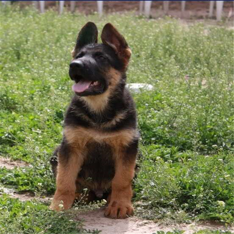 德牧幼犬活体纯种德国牧羊犬黑背狼犬大型德牧犬德系锤系公母都有