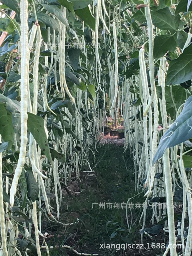 豆角种孑猪仔豆种子珠仔豆大肉白豆角种蔬菜种籽公司批发豆种春秋