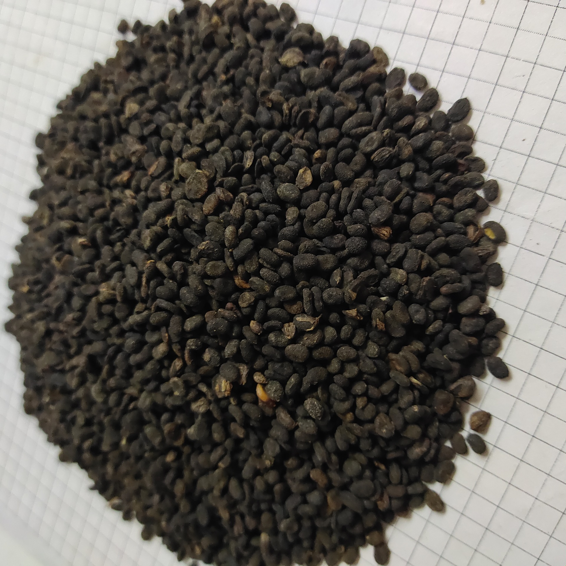 补骨脂buguzhi 产地云南省德宏州瑞丽市 产新10月18元每公斤包邮