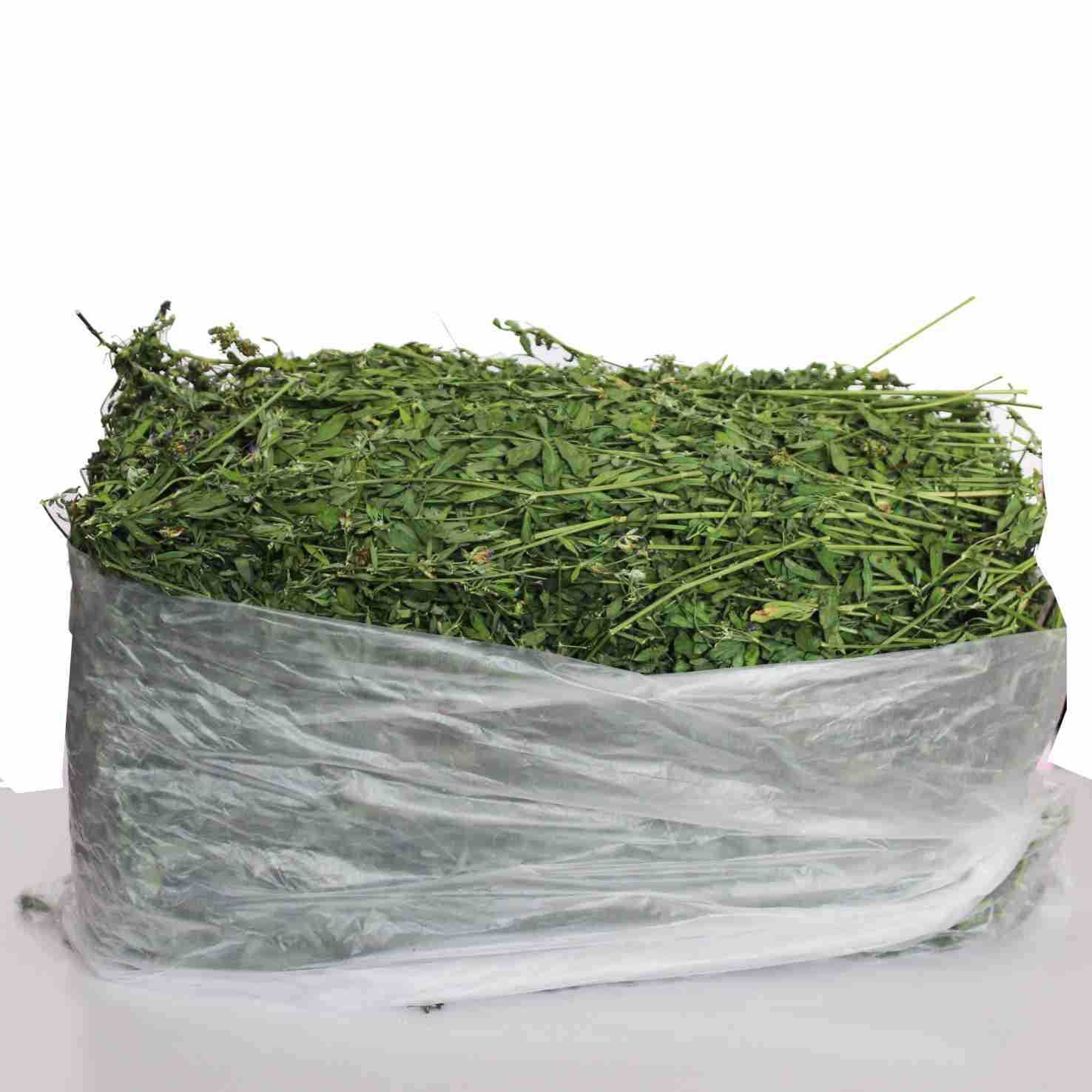 苜蓿草紫花苜蓿草饲料幼兔兔子草龙猫荷兰猪牧草兔粮苜宿草牧草