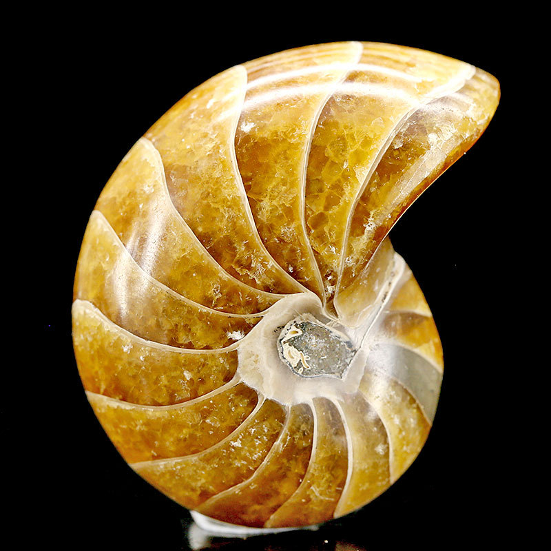 天然马达加斯加产全玉化鹦鹉螺化石矿物地质教学标本收藏饰品