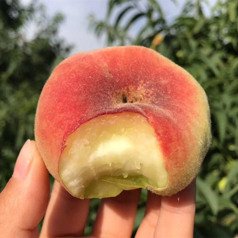 【王母蟠桃 毛蟠桃】当季新鲜水果软硬两吃非纽扣蟠桃5斤一件代发