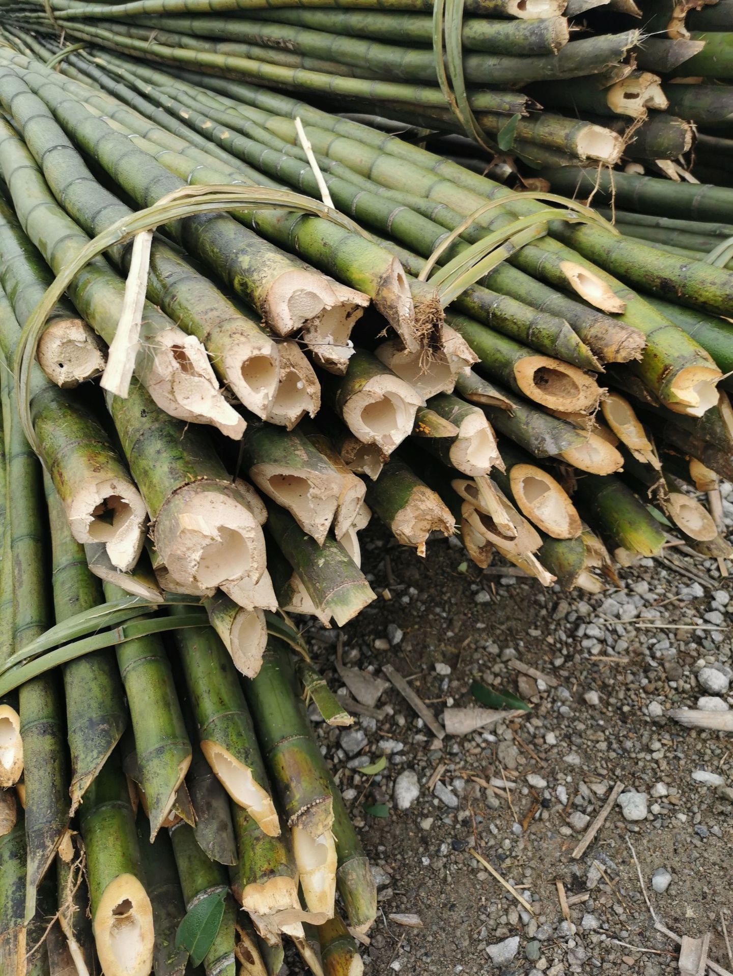 原产地自产自销竹竿菜架竹撑杆雷竹篱笆可定制大量批发