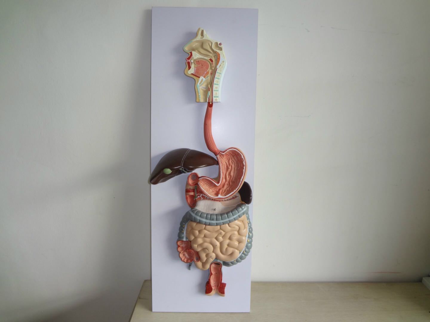 人体消化系统模型