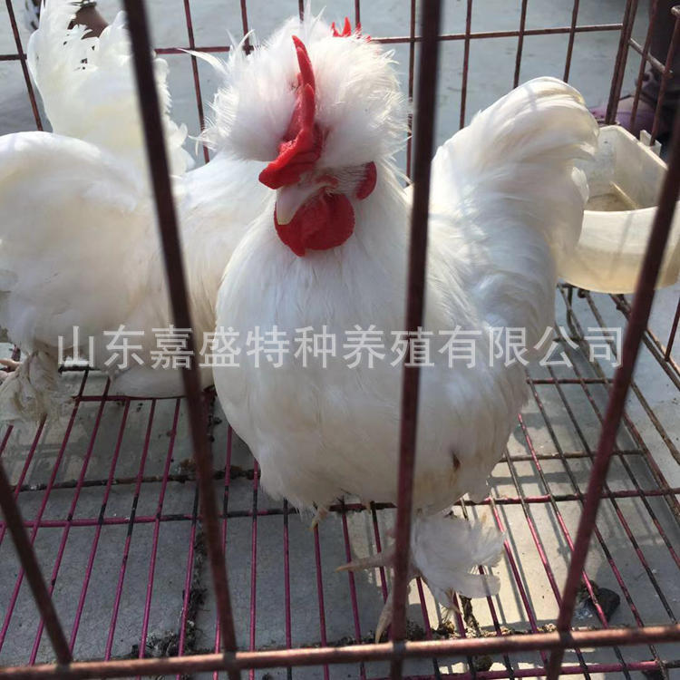 观赏鸡养殖基地 批发元宝鸡 种鸡 鸡苗活体 观赏鸡招财 双冠元宝