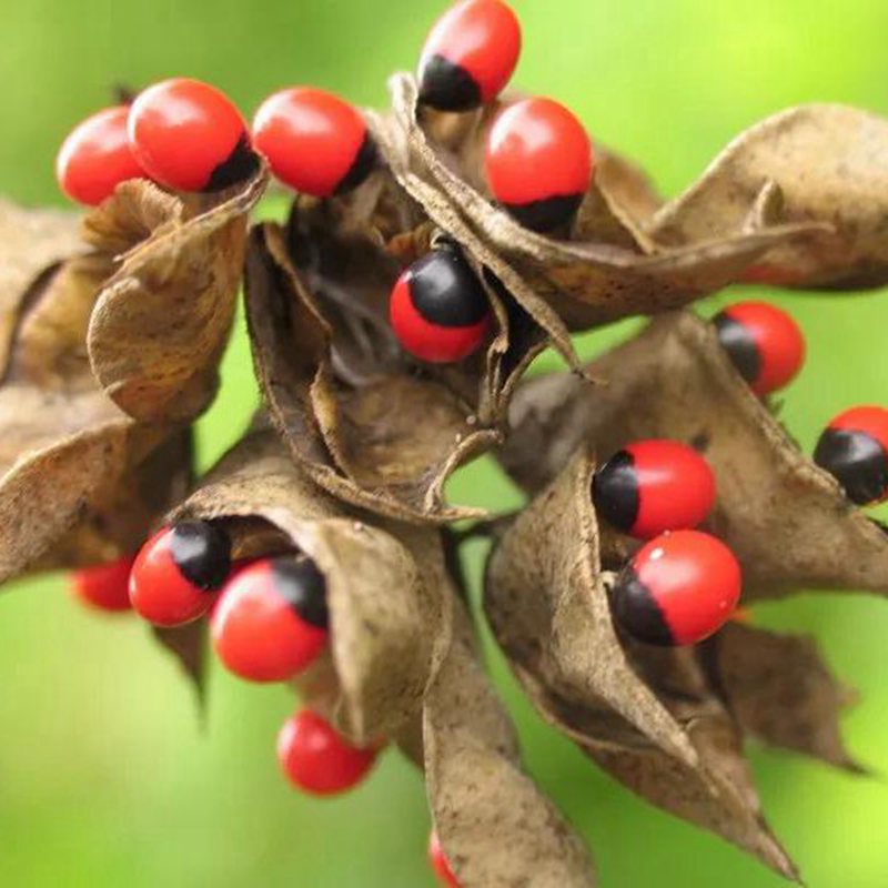 新采摘相思豆种子红豆树种子海红豆种子鄂西红豆种子