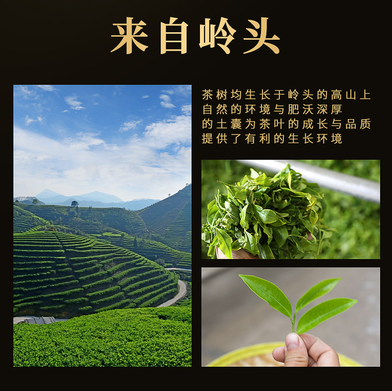 映聪茶业 岭头单丛茶蜜兰香单从茶 乌龙茶潮州凤凰乌岽白叶单枞茶
