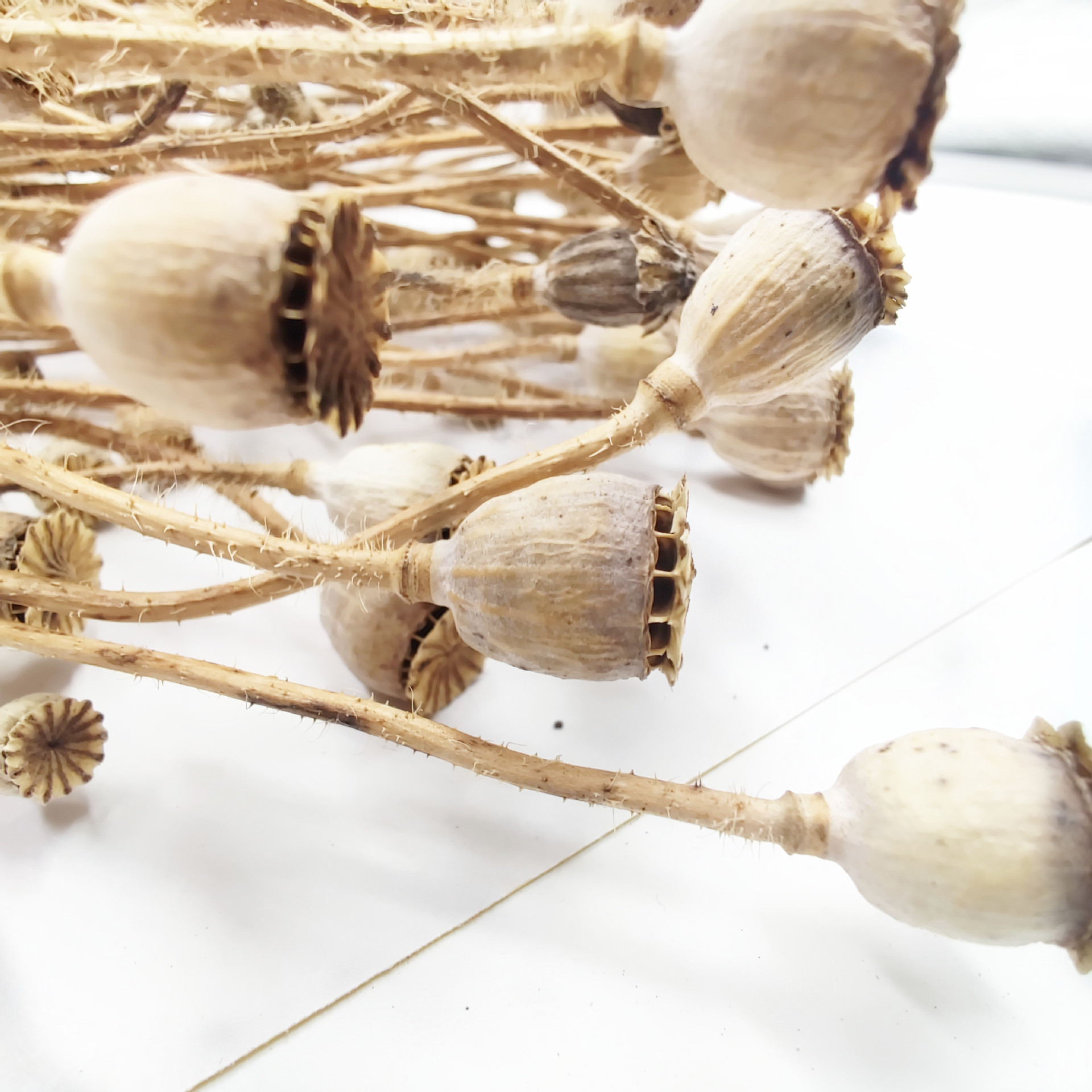 车轮果虞美人干花配材diy永生花干果雪莉果拍摄道具礼盒插花花材