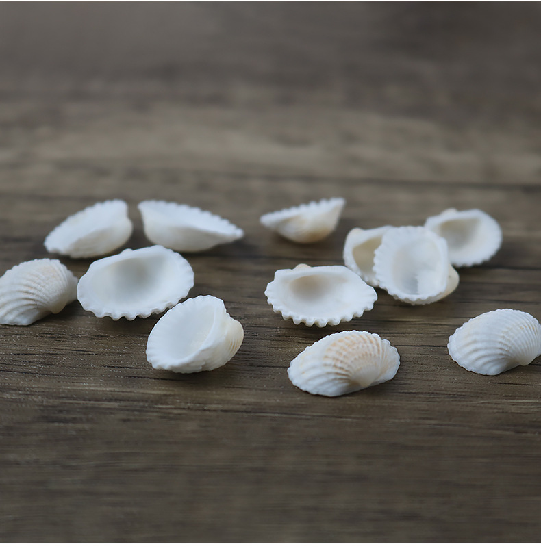 天然白贝壳雪贝2~3cm地中海家居装饰墙贴diy地台打孔批发一斤装