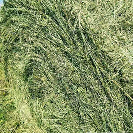 东北牛场草 牛羊吃的青干草 喂马的草料