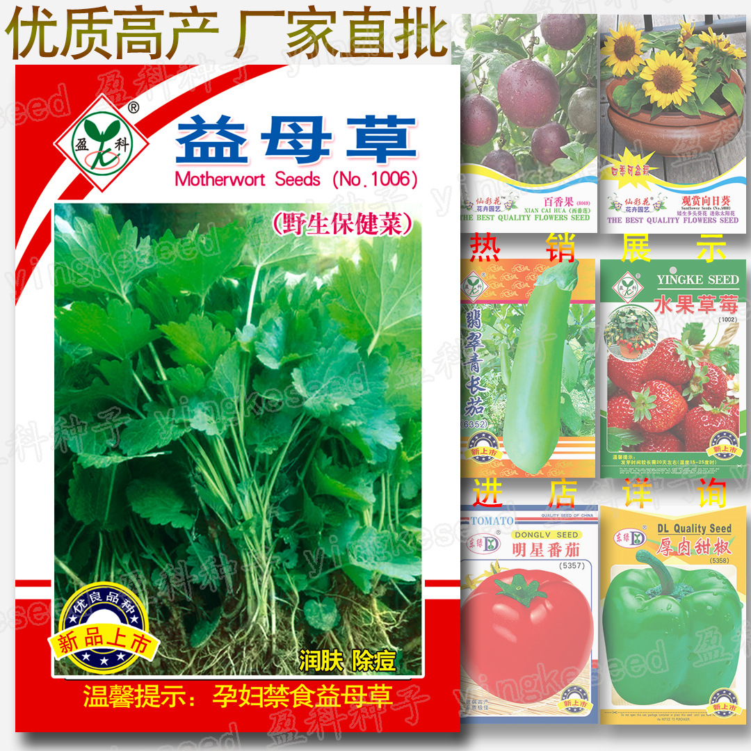 约1500粒益母草种子 野生益母艾坤铁麻干蓷茺蔚红花艾草云母草籽