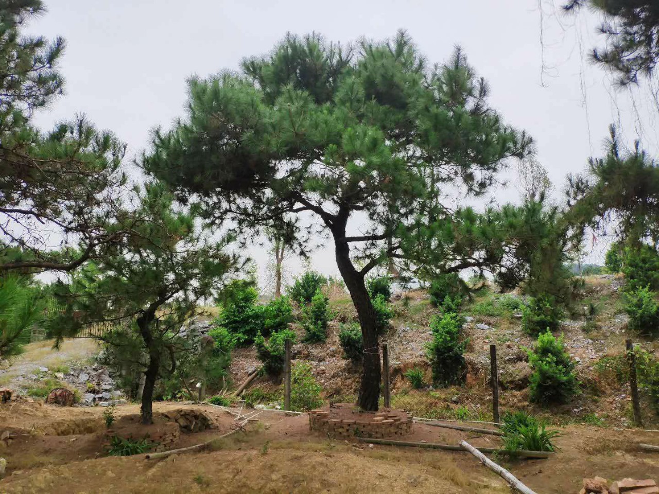 基地 供应 山松树 马尾松 湿地松 假植苗 庭院 公园 造型松大树