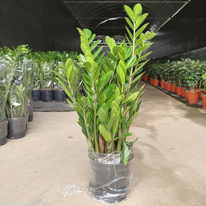 210#金钱树摇钱树室内绿植盆栽盆景花卉观叶招财植物直销四季常绿