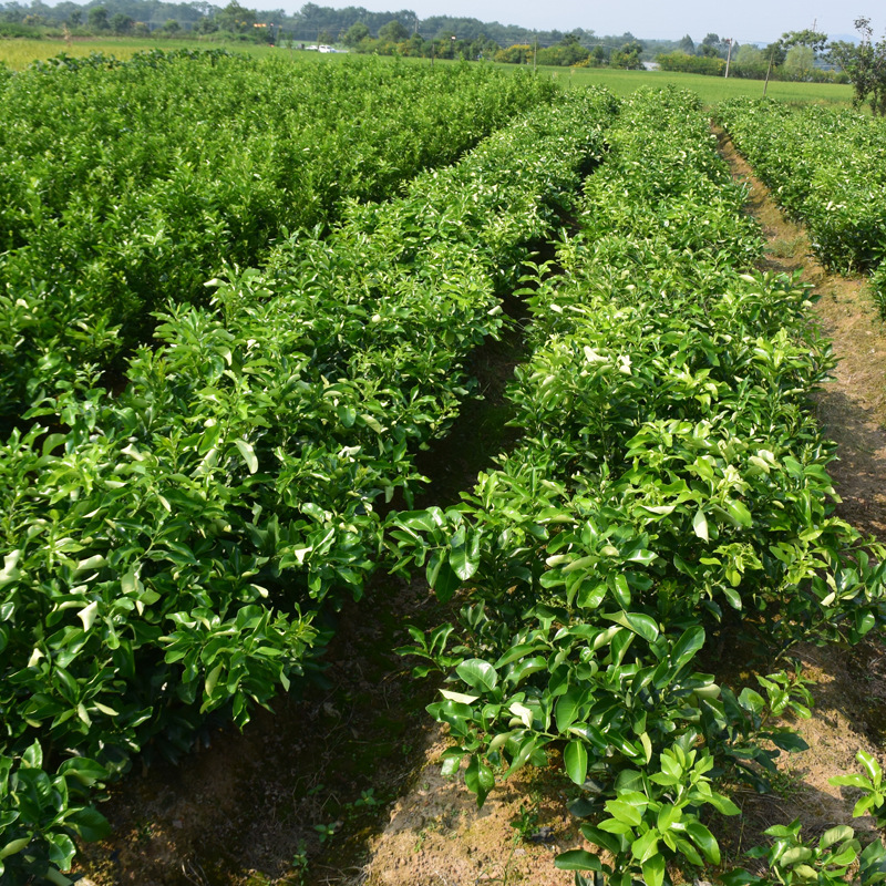 柚子树苗红心蜜柚当年结果南方种植地栽盆栽嫁接文旦柚子果树苗