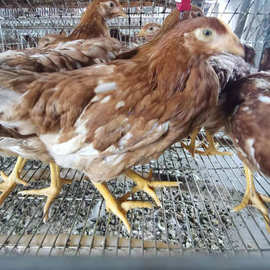 60-90日龄青年鸡 海兰褐品种蛋鸡 1日龄鸡苗 包邮欢迎订购