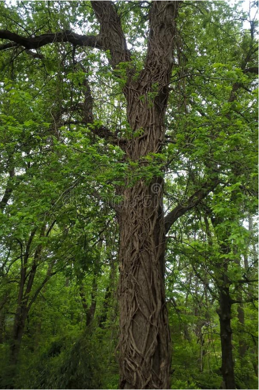 出售榔榆新种子 榔榆种子 榆树种子