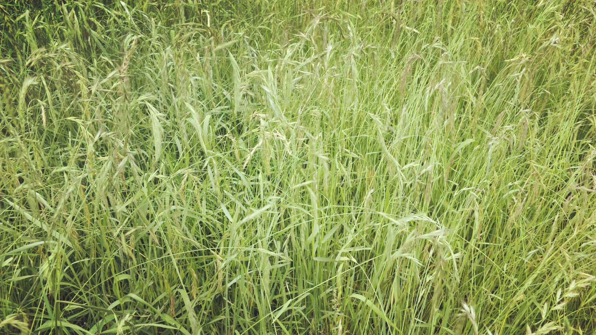 荞麦种子 批发 苦荞麦 甜荞麦