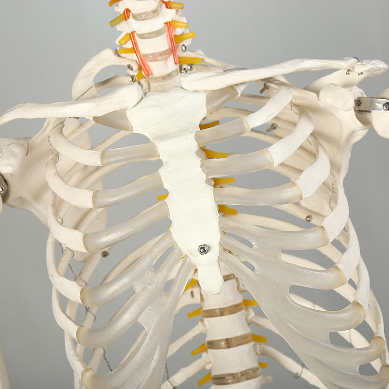 人体骨架标本模型生物教学骷髅脊椎可活动骨架pvc医学骷髅支架