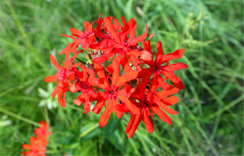 剪秋罗花种四季开花各种花种籽子室外室内庭院易活植物花子花种子