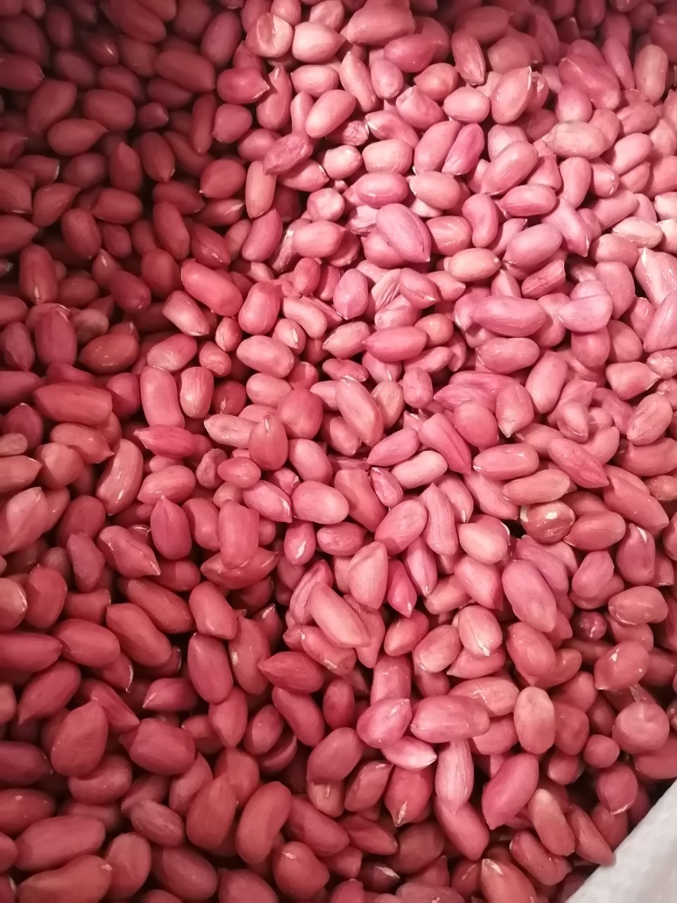 新货扶余四粒红花生新货带壳红衣红皮中小粒东北特产现货一件代发