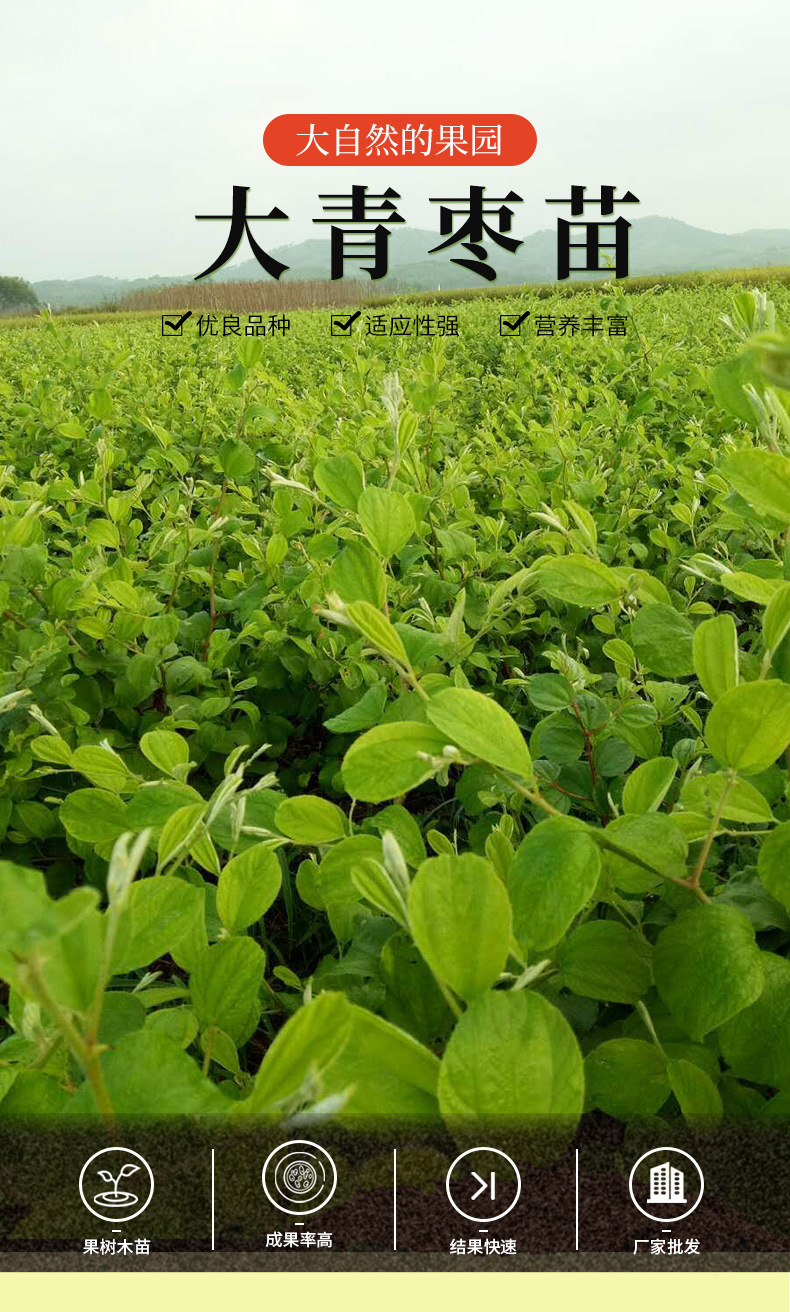 牛奶枣苗 基地批发 大青枣 嫁接苗 改良选育 甜枣 苹果枣果树苗