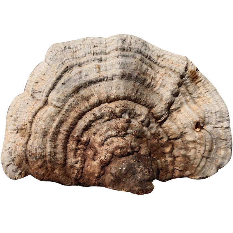 批发中药材 平盖灵芝 新货 赤灵芝 仙草干 常年大货 灵芝大全