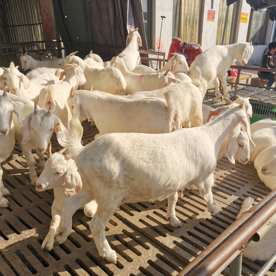 合作养羊出售波尔山羊绵羊黑山羊白山羊小羊羔欢迎咨询羊羔价格